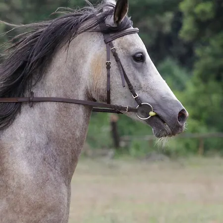 Mon Perin Castrum - Studio Castel * Bale