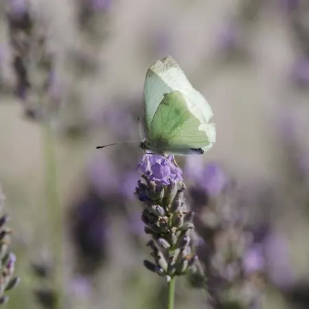 Lägenhet Mon Perin Castrum - Studio Castel Bale