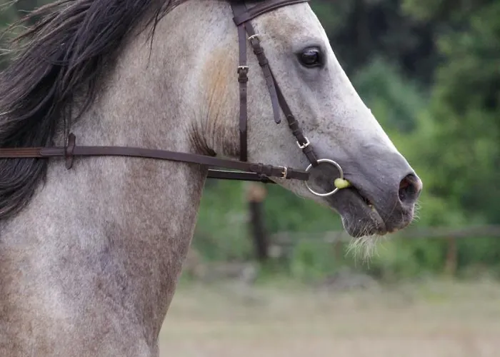 Mon Perin Castrum - Castel * Bale