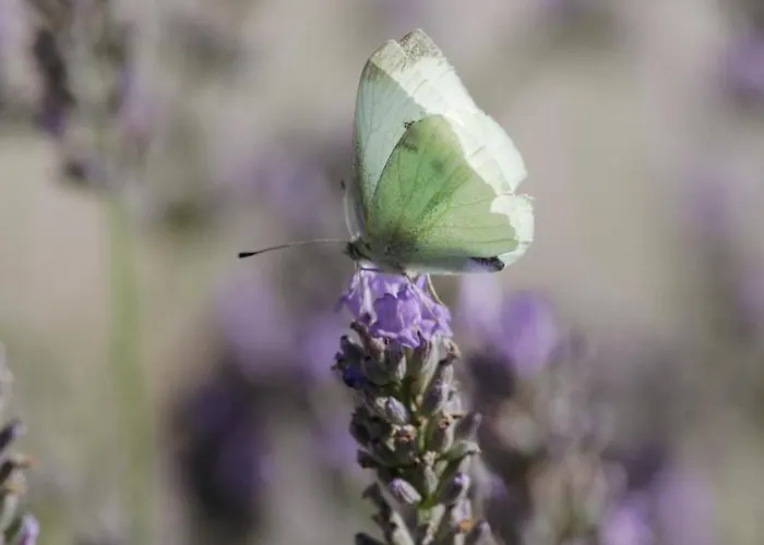 Apartamento Mon Perin Castrum - Castel Bale